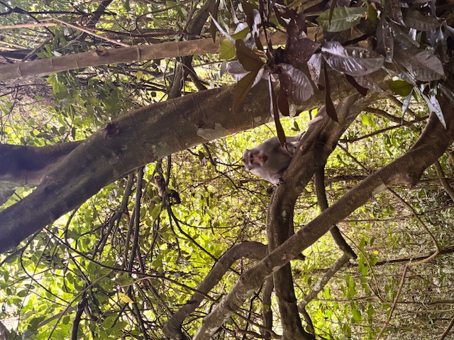A monkey we met.