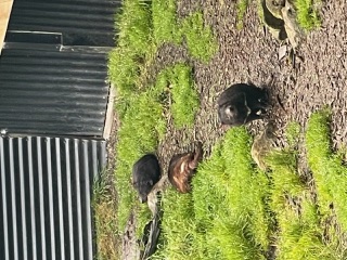 Tasmanian devils.