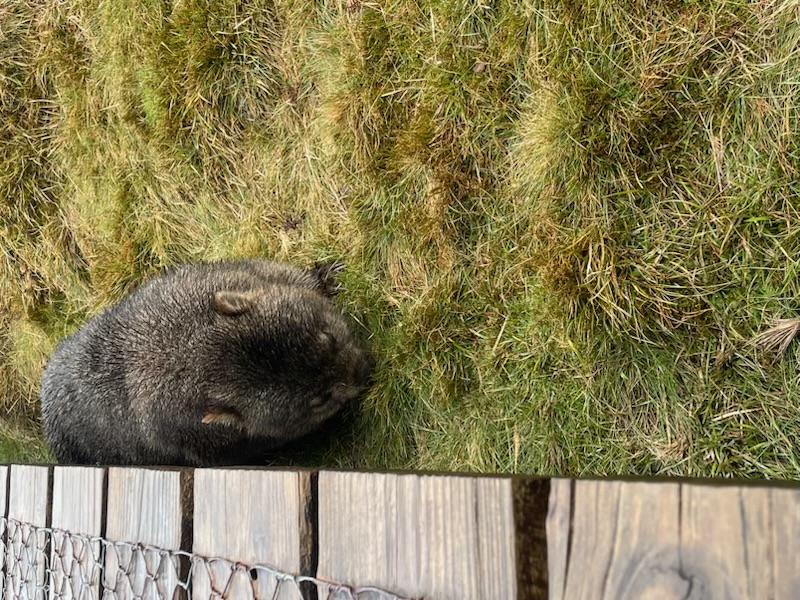 A wombat.